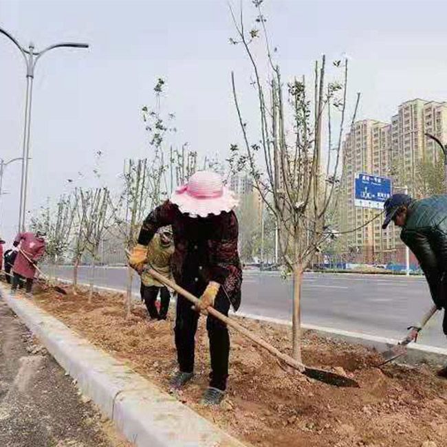 道路綠化施工設(shè)計及養(yǎng)護