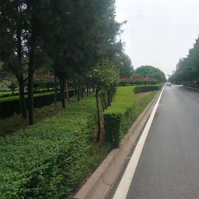 道路綠化施工設(shè)計及養(yǎng)護
