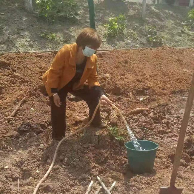 道路綠化施工設(shè)計及養(yǎng)護